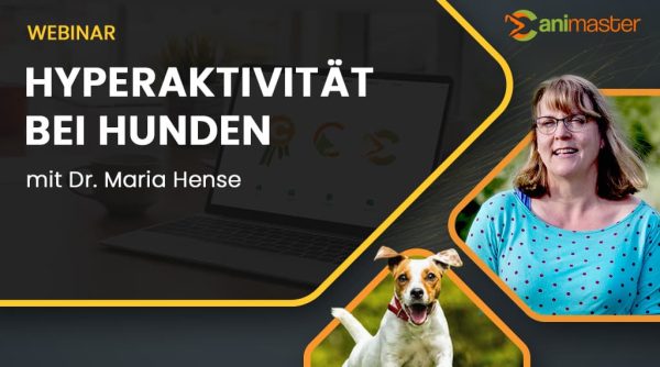 Hyperaktivität-bei-Hunden