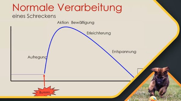 Hyperaktivität-bei-Hunden