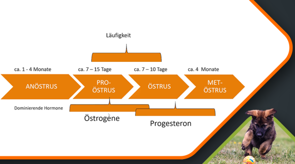 Dr. Carola Möhrke - Die Hündin in Zucht und Gesundheit