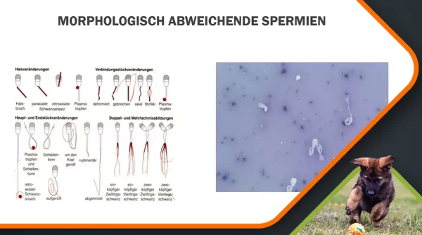 Moehrke Besamungen Doppelbelegungen und Samenbanken 2