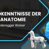 Grundkenntnisse-der-Hundeanatomie