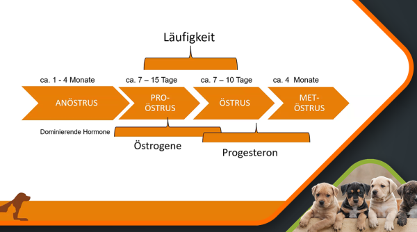 Canimaster Vorschau 1024x570 4