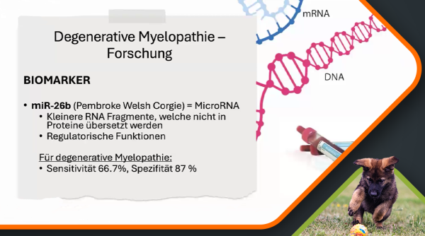 Farke - Degenerative Myelopathie 2 (1)