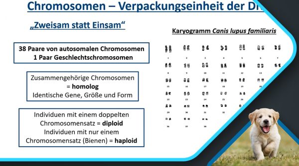 Mutationen - Segen oder Fluch_Geretschläger