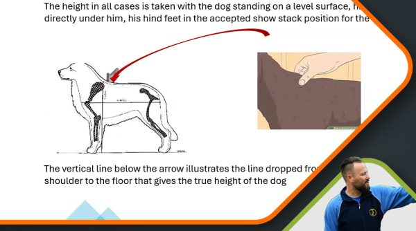 Agility: judge's point of view