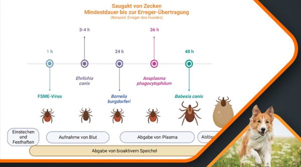 Canimaster-Zecken